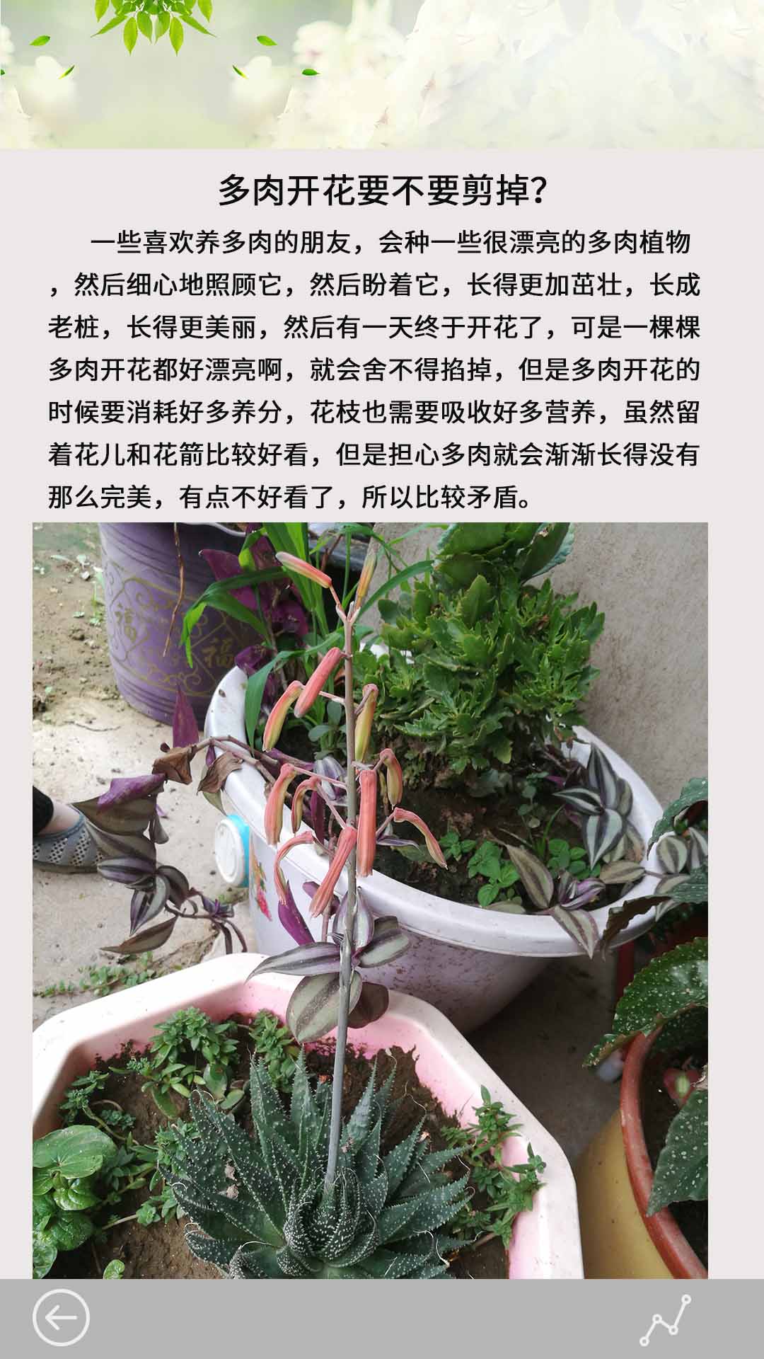 多肉花草日记